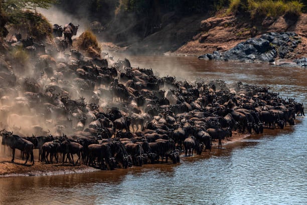 Wildebeest Great Migration. Thirsty wildebeest herd at Mara River.