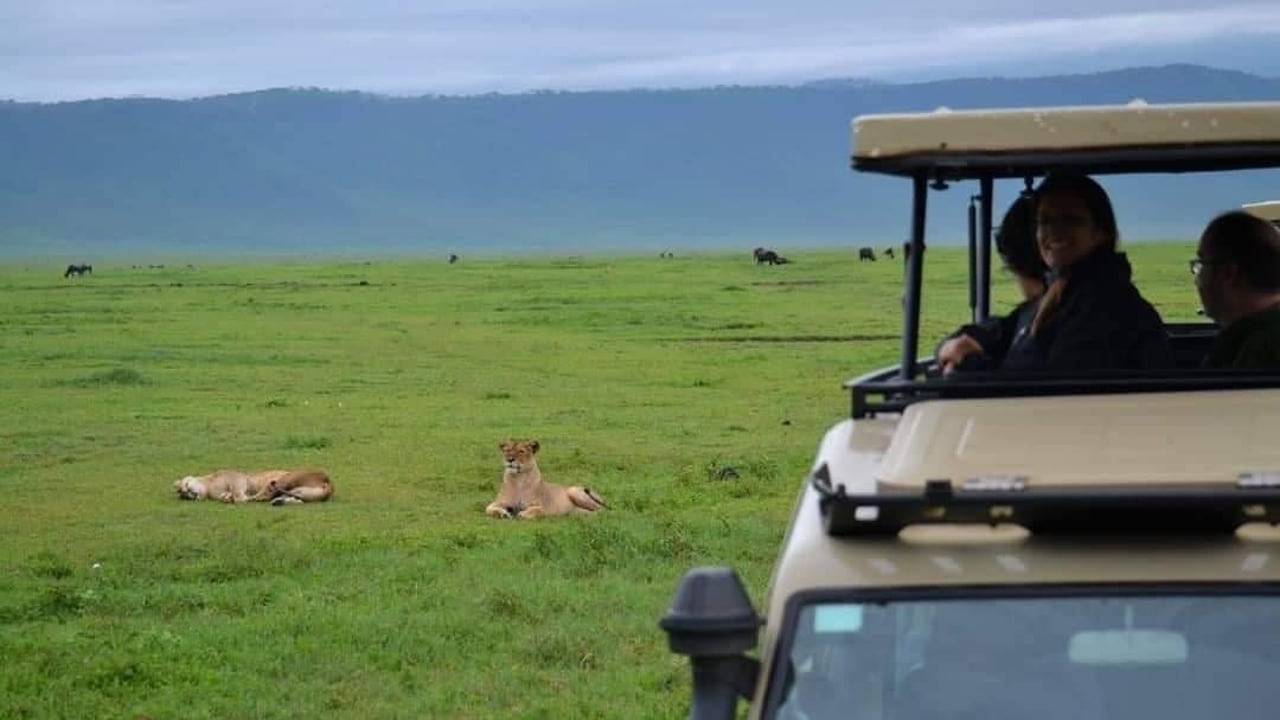 DAY 2 - Full Day Mikumi Safari