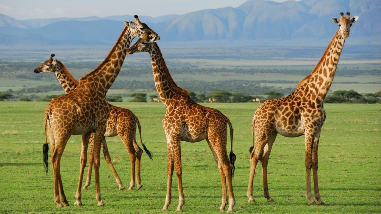 DAY 7 - Central & Eastern Serengeti