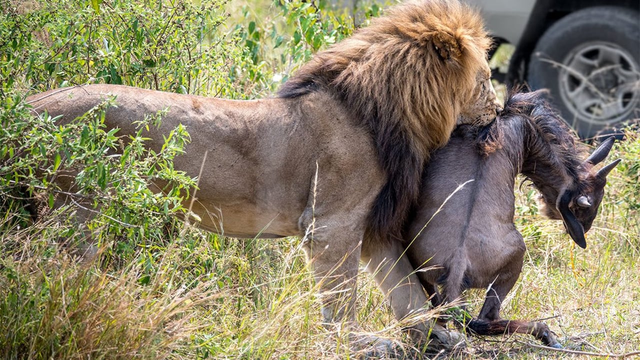 Day 3 - Central Serengeti