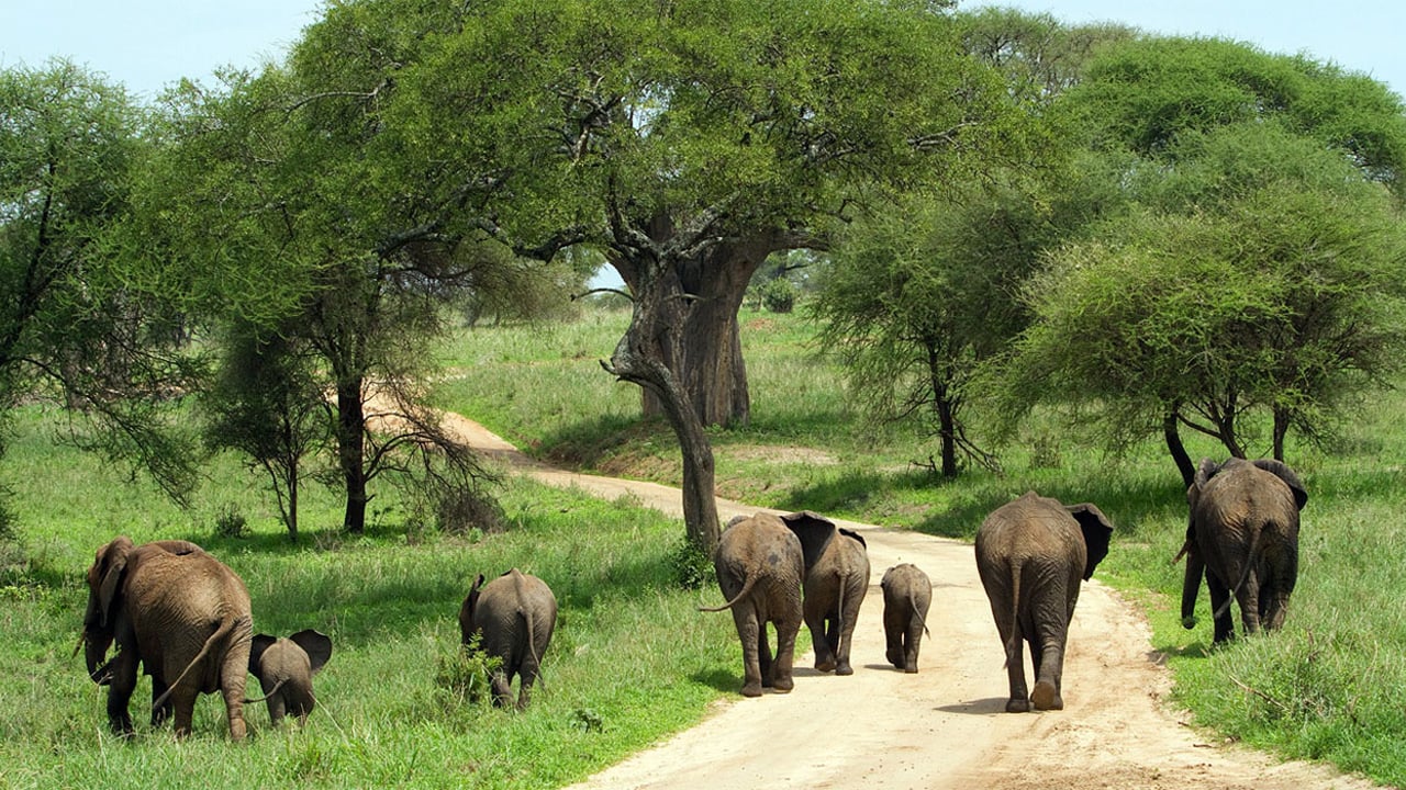 DAY 2 - Tarangire National Park