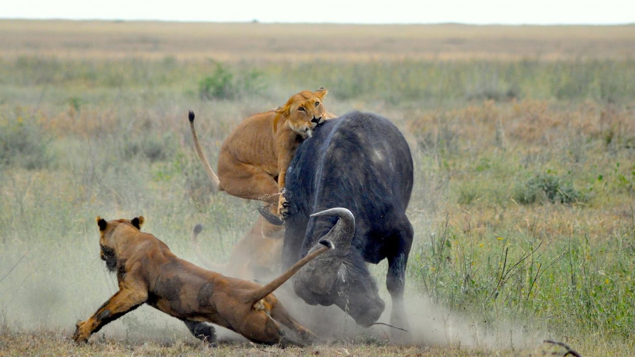 Day 5 - Central Serengeti & Wildlife Interactions