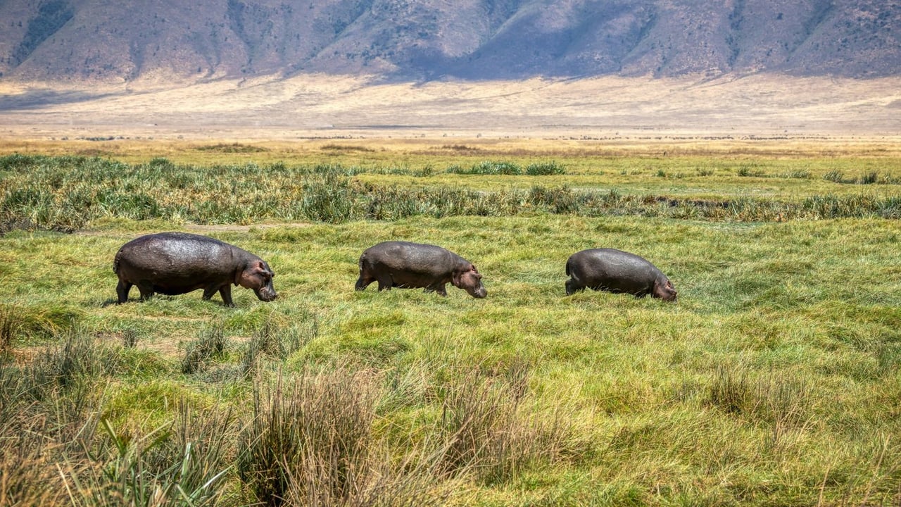 Day 3 — Ngorongoro Crater Descent + Maasai Boma Visit