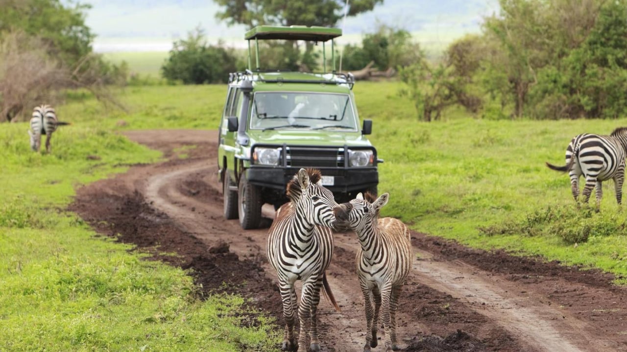 Days 1 - 4: Serengeti & Ngorongoro Safari
