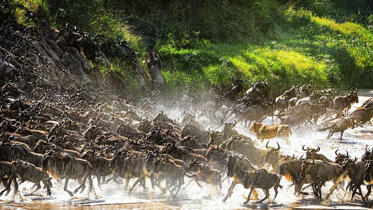 Day 4 - Northern Serengeti & Migration River Crossings