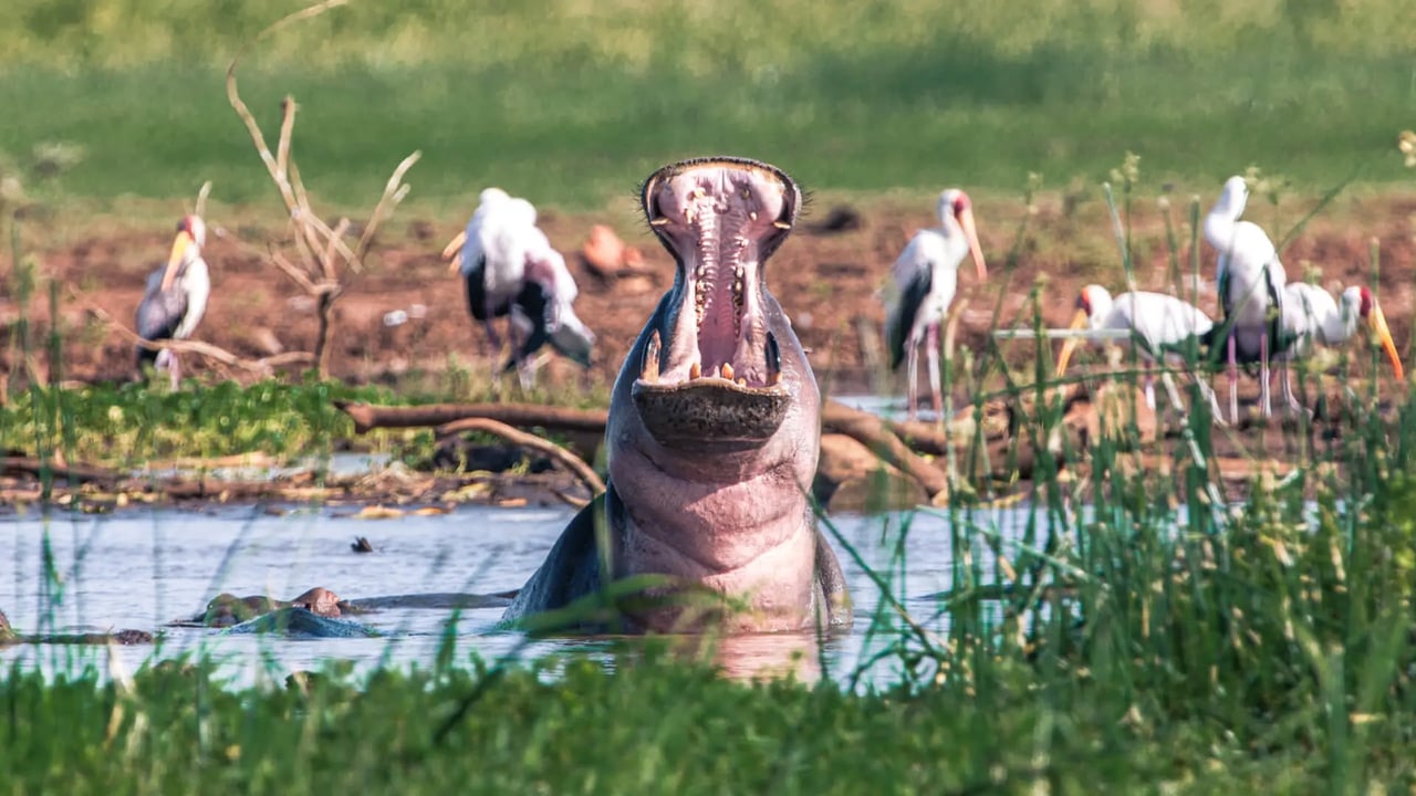 Day 6 Transfer to Safari: Lake Manyara or Tarangire National Park
