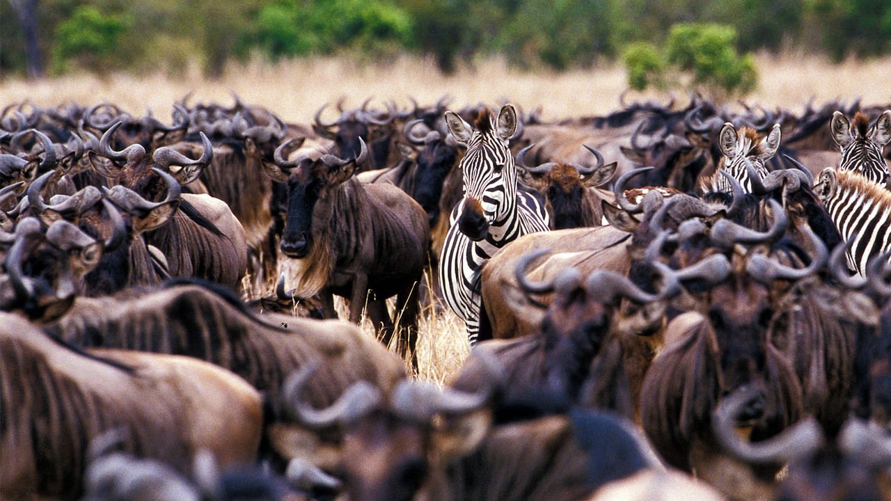 6 Days Wildebeest Migration Safari