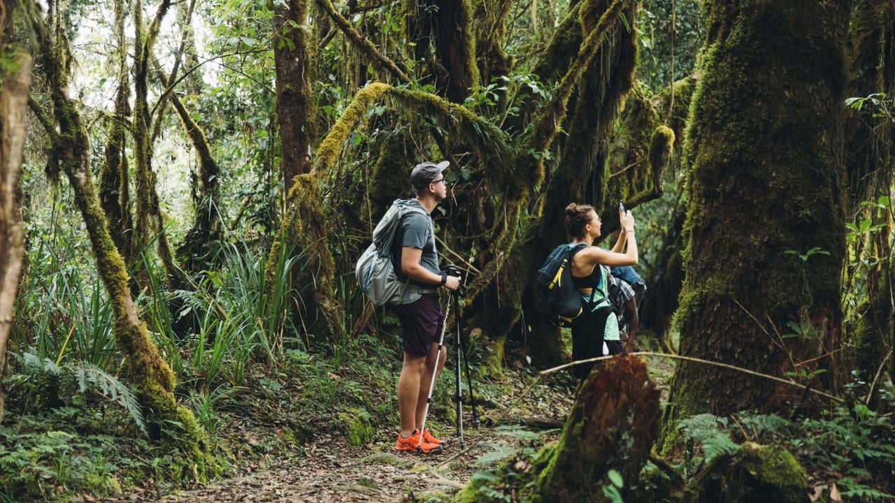 Mount Kilimanjaro Rainforest Hike