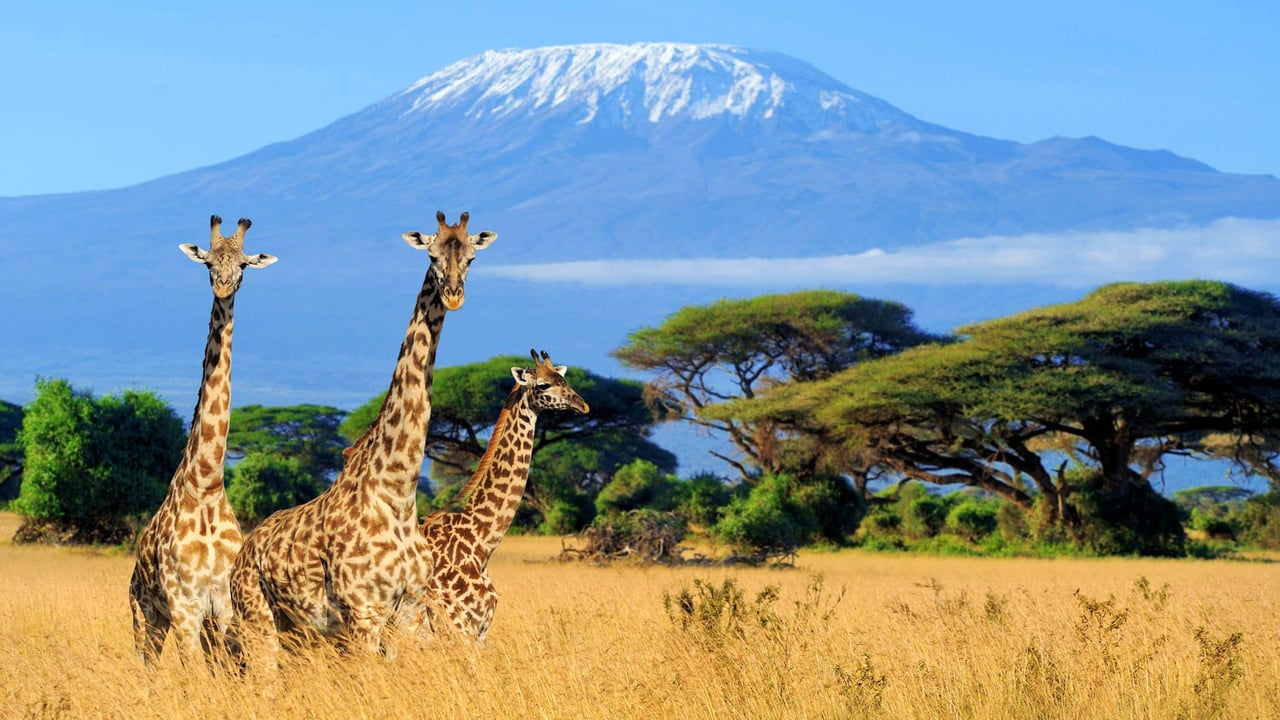 Mount Kilimanjaro rising above the plains