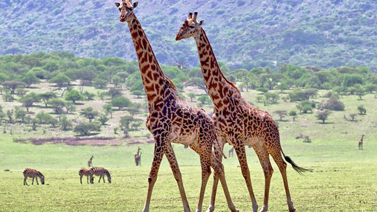 Day 6 - Ngorongoro Crater & Departure