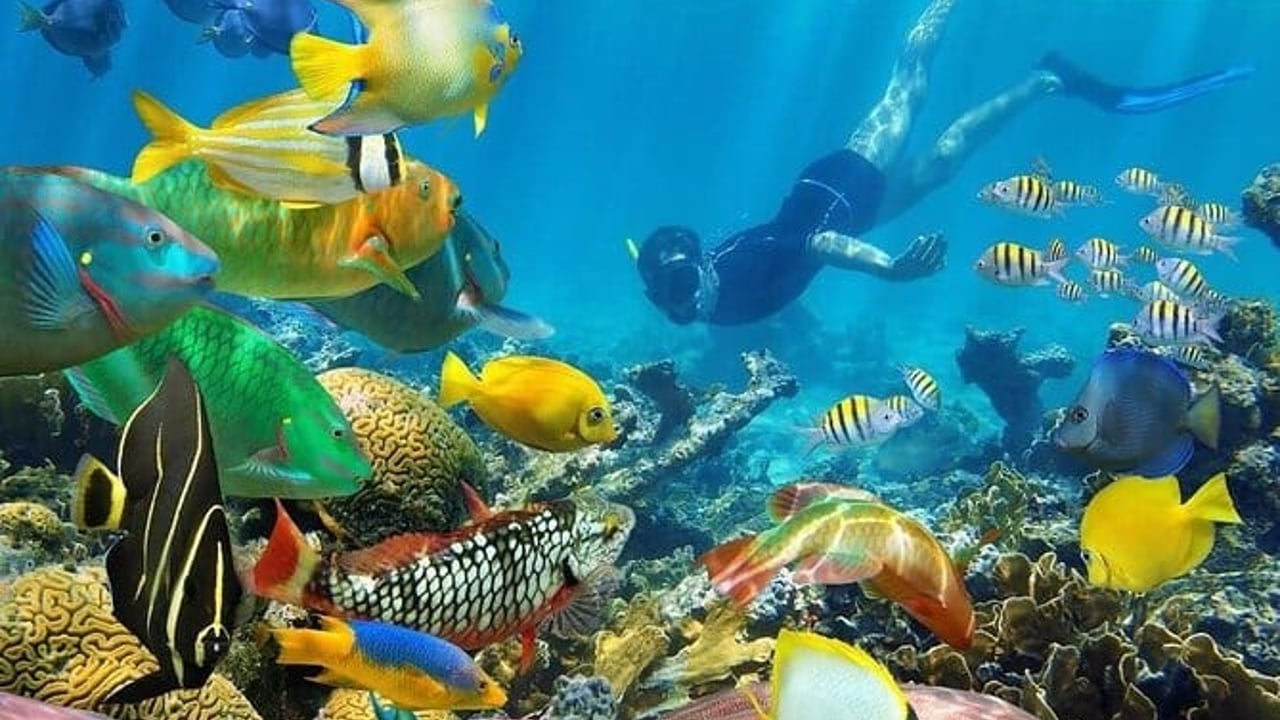 Snorkeling Mnemba Atoll