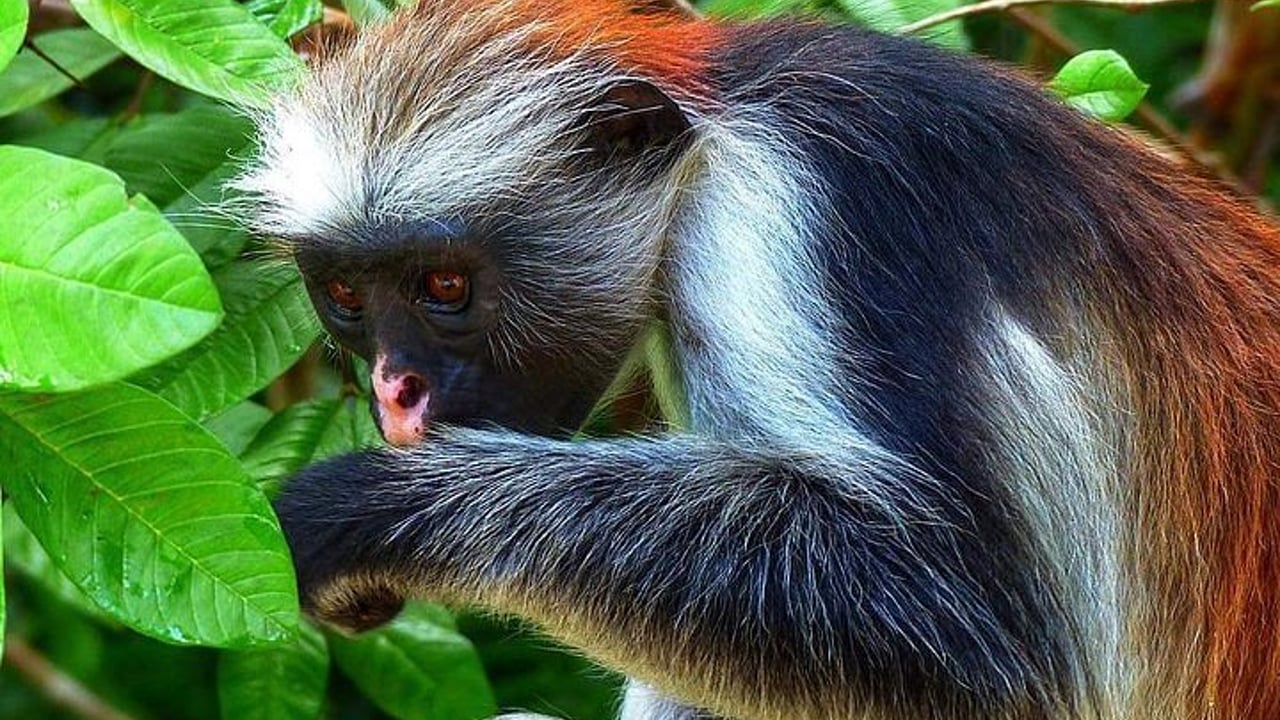 Day 2 — Spice Farm & Red Colobus Monkeys