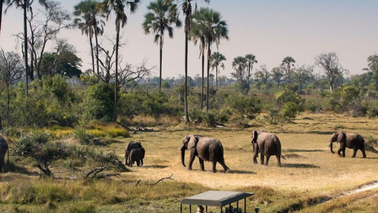 Day 1 — Zanzibar to Safari (Flight to Nyerere & Full-Day Game Drive)