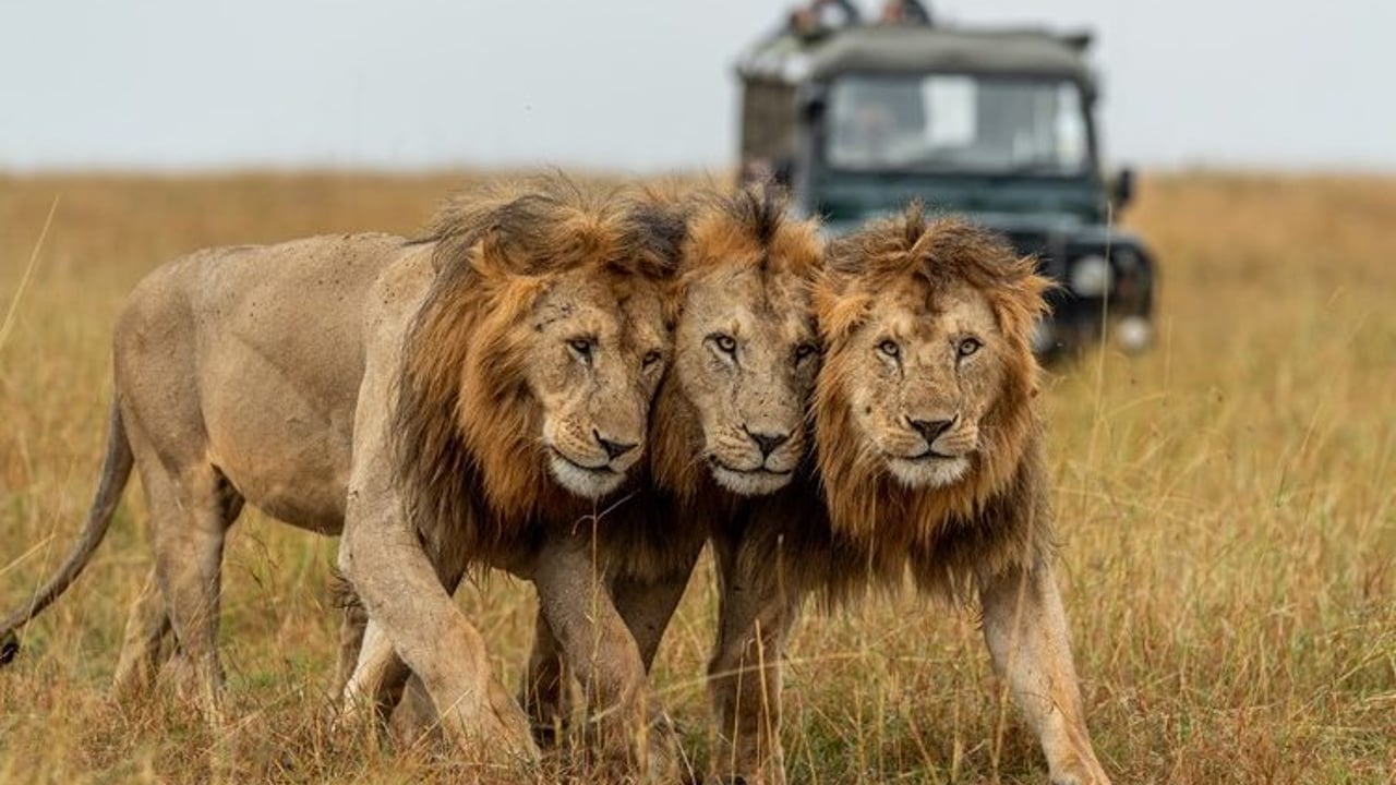 Safari Experience: Serengeti & Ngorongoro
