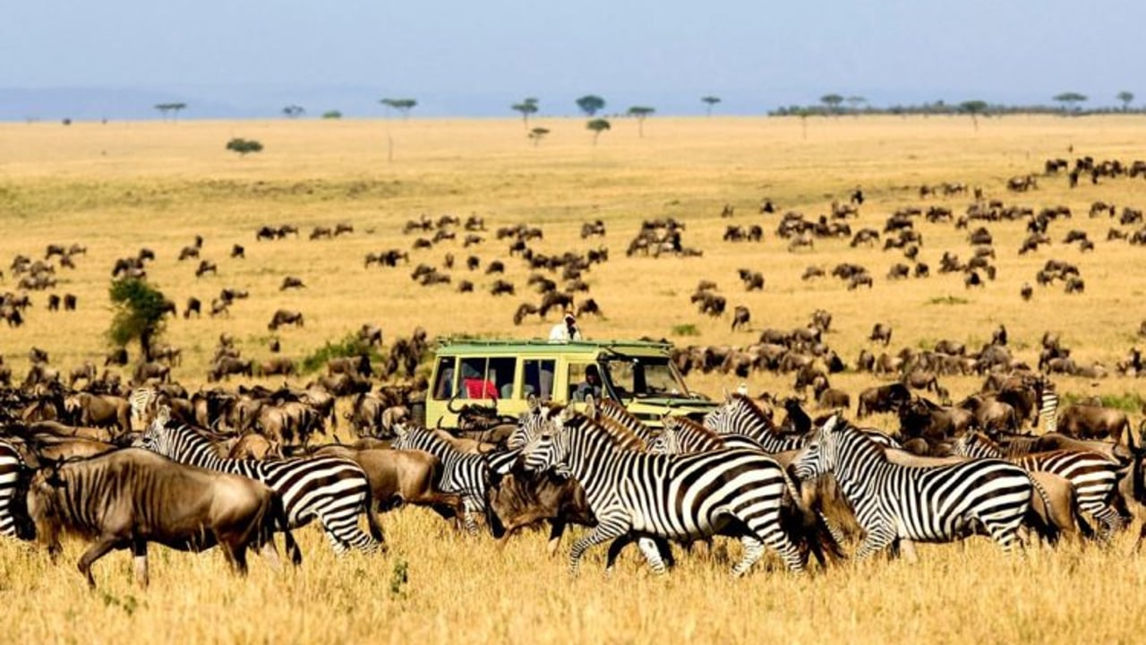 DAY 6 - Central Serengeti Full Day
