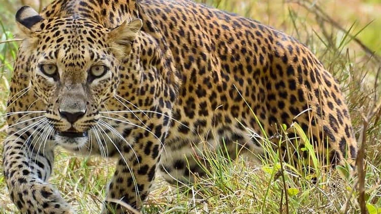 Day 3: Serengeti National Park (Full Day)