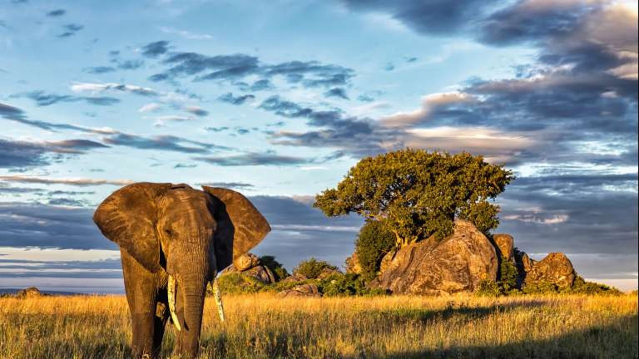 Day 4 — Full Serengeti Day (Optional Game Drives)