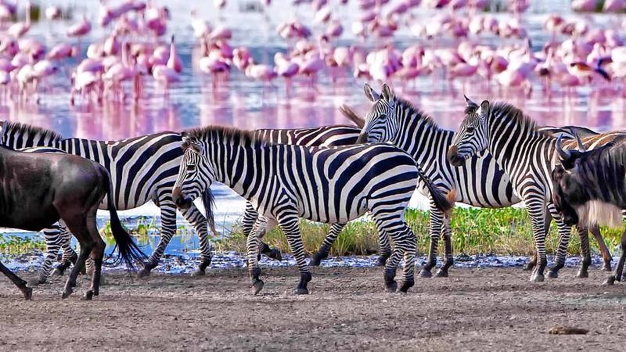 Day 5: Ngorongoro → Lake Manyara National Park