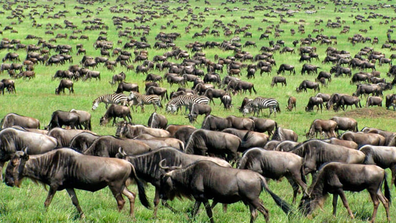 DAY 4 - Full Day Ndutu Exploration