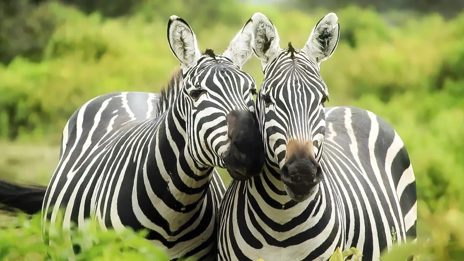 Mikumi National Park Safari