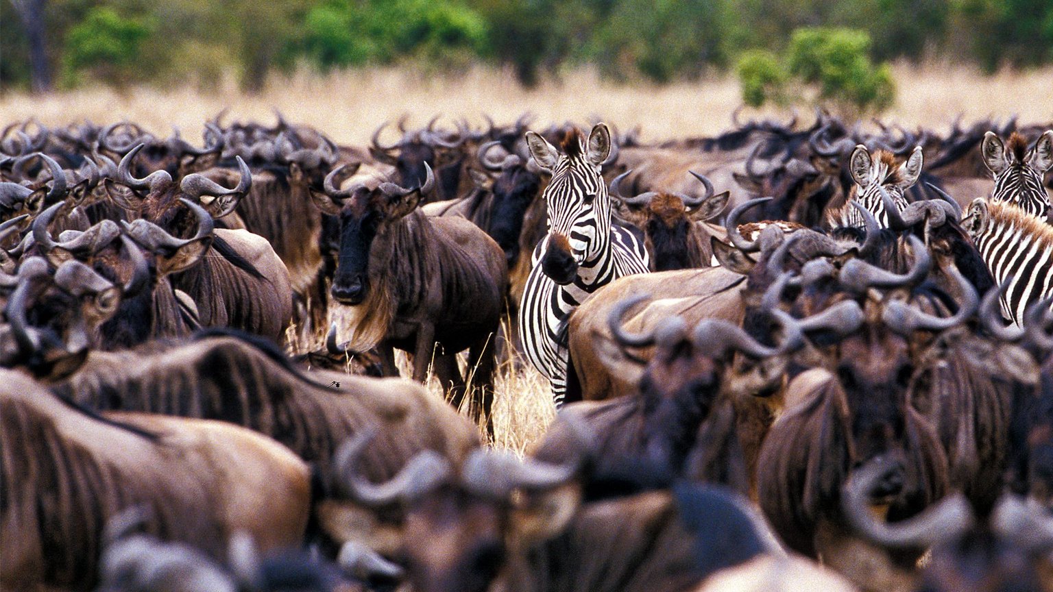 6 Days Wildebeest Migration Safari