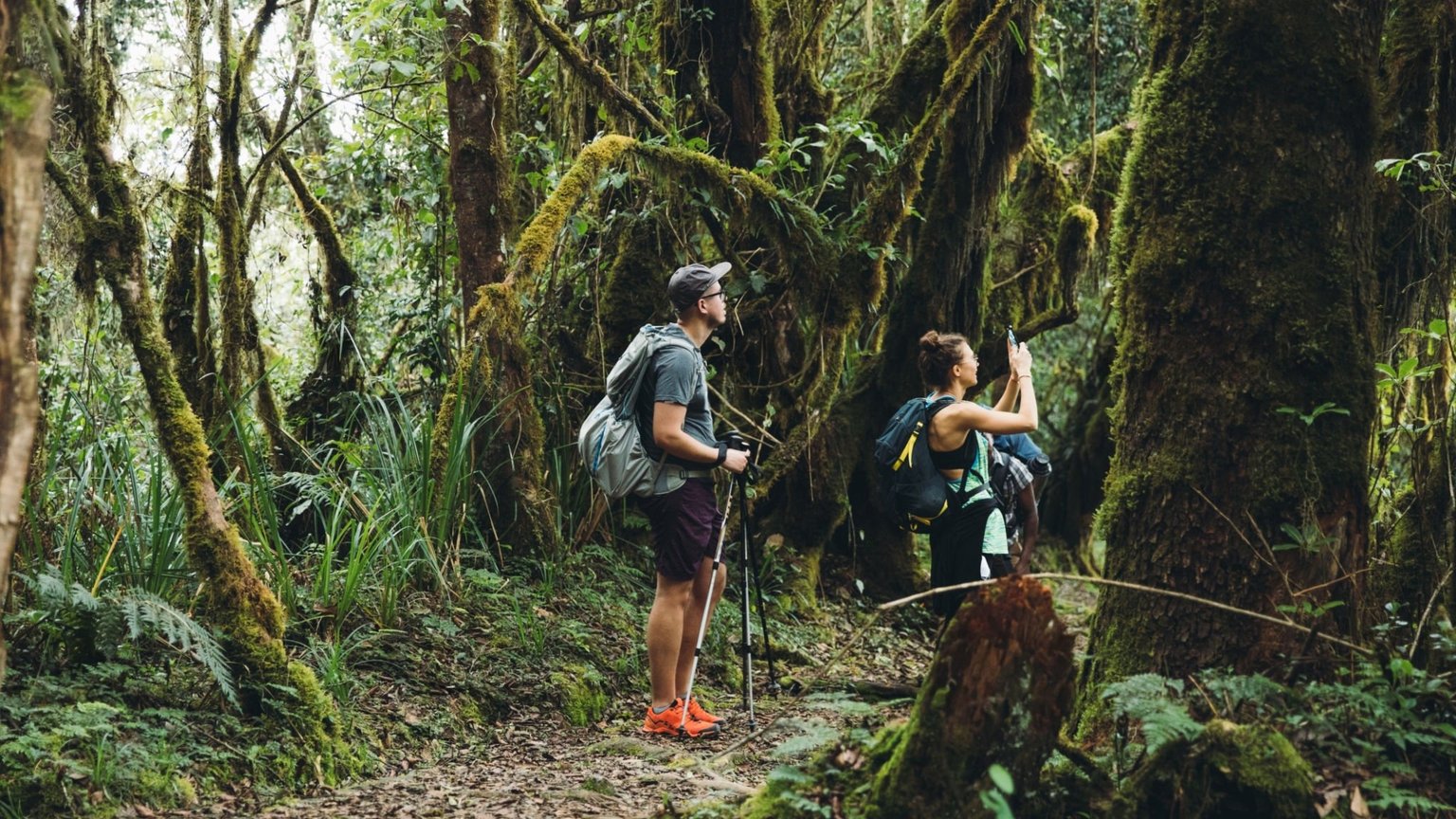 Mount Kilimanjaro Rainforest Hike