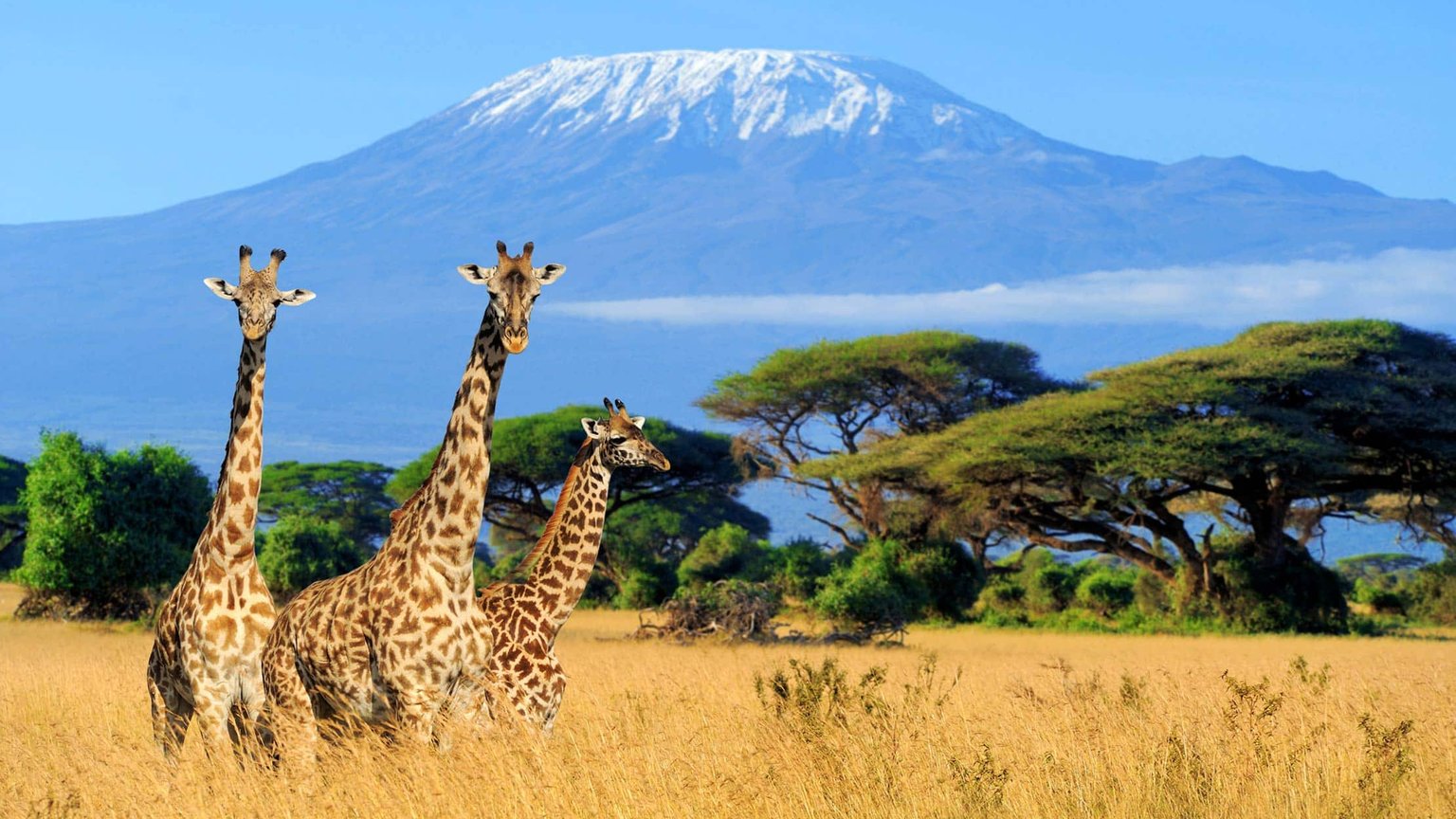 Mount Kilimanjaro rising above the plains