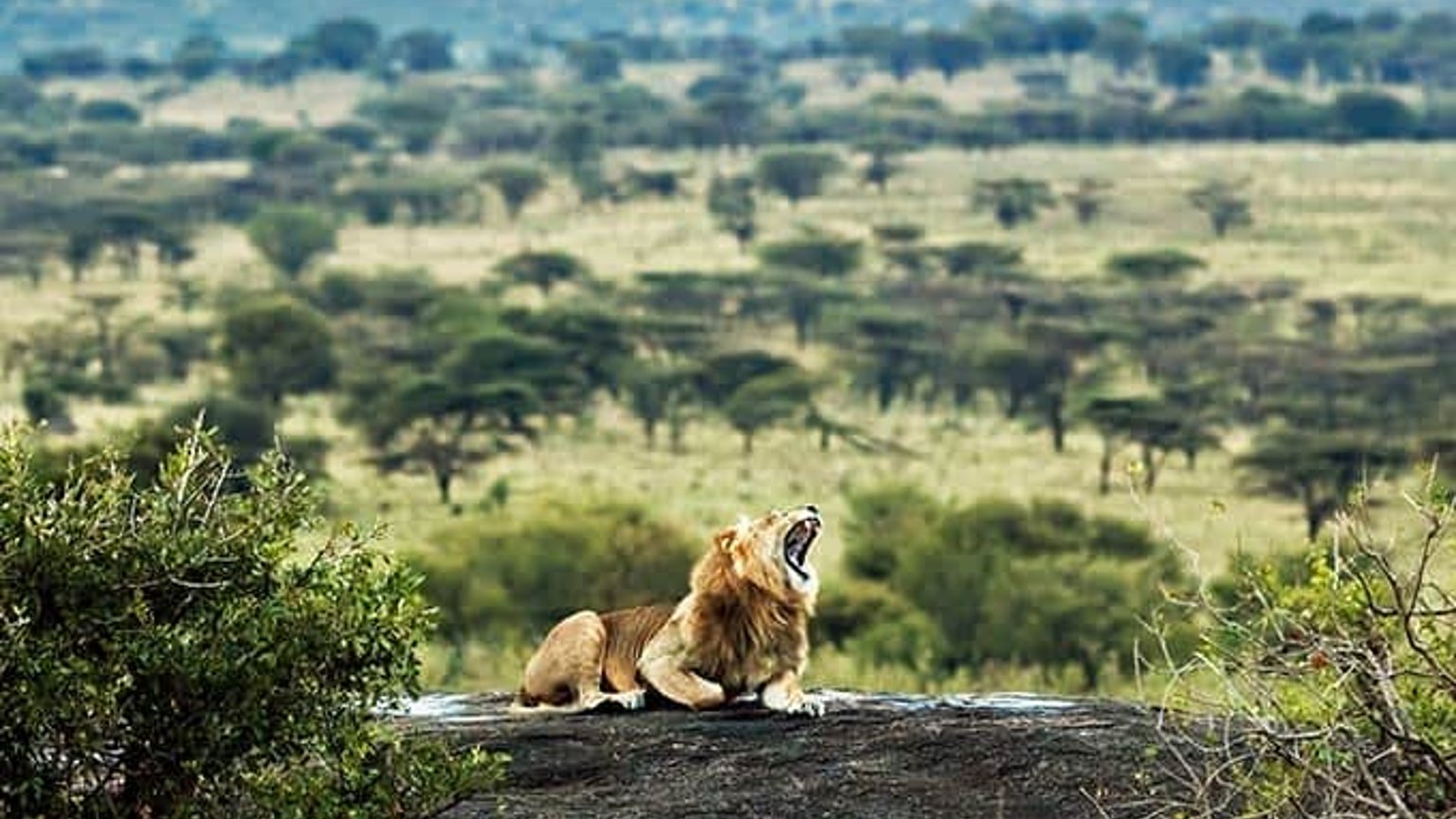 3 Days Serengeti Flying Safari | 1-Hour Flight | Luxury Lodge