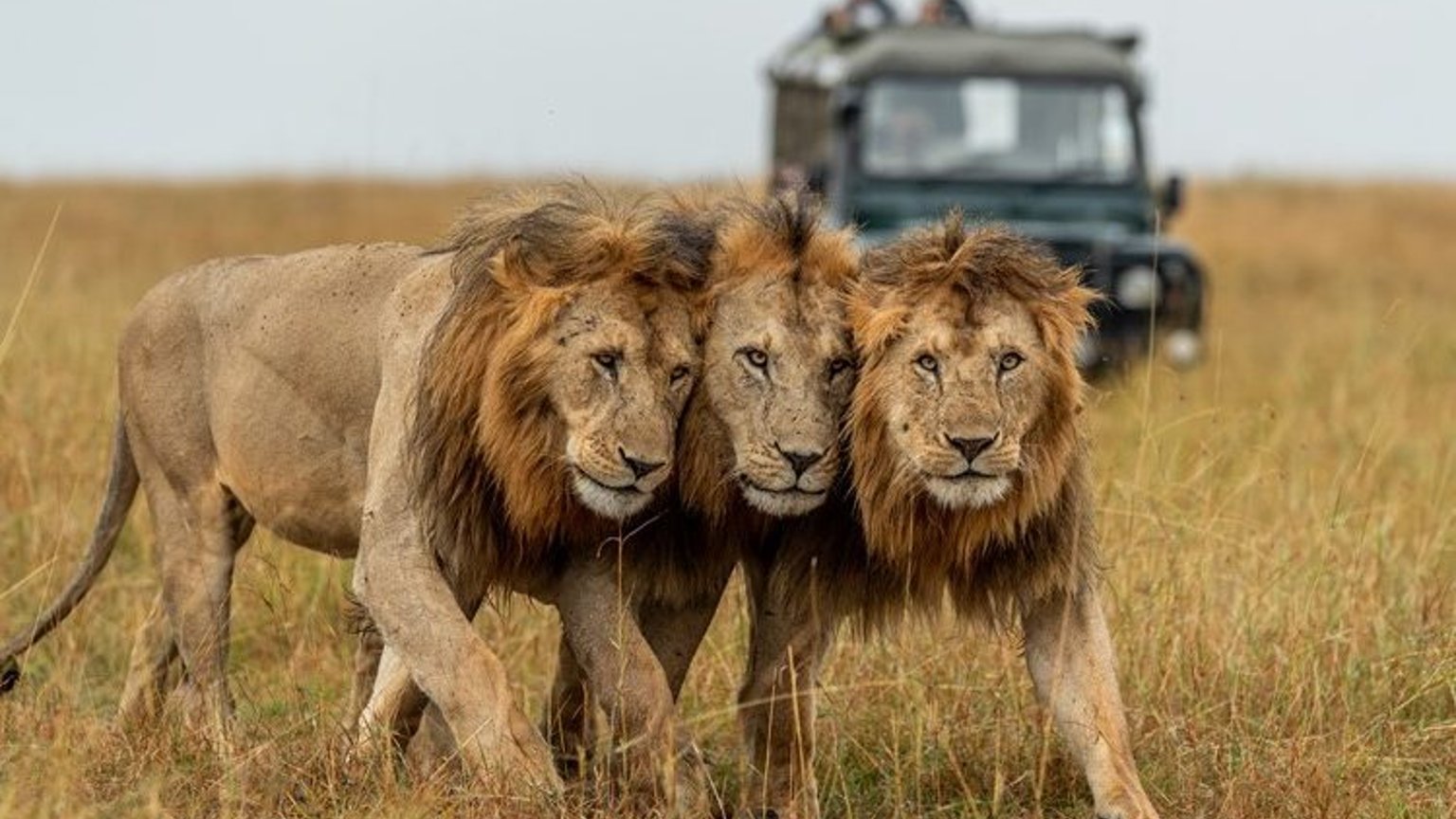Safari Experience: Serengeti & Ngorongoro